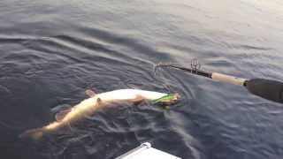 preview picture of video 'A huge muskie caught by a 10 Year Old boy'