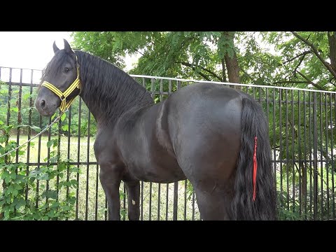 Friesienii lui Pufi de la Gilau, Cluj - 2025 Nou!!!