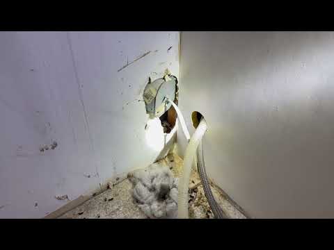 Rats Hiding Behind the Dishwasher in Jackson, NJ