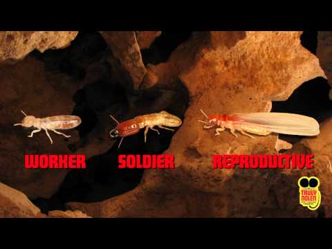 WHAT ARE SUBTERRANEAN TERMITES? TRULY NOLEN PEST GUIDE.