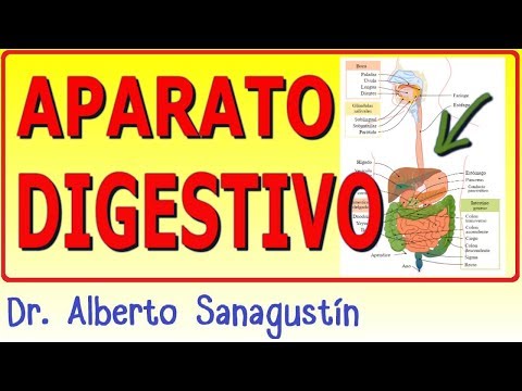 SISTEMA DIGESTIVO ✅ anatomía y fisiología