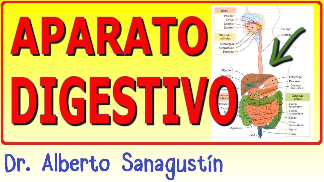 SISTEMA DIGESTIVO ✅ anatomía y fisiología