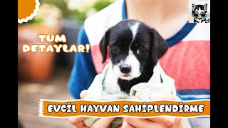 Ücretsiz Kedi Köpek Sahiplendirme(KEDİ VE KÖPEKLER İÇİN YENİ AİLE)