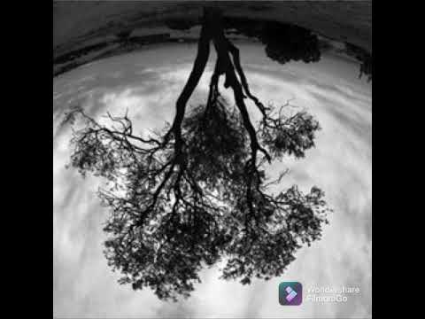 Ceremonkeyz - DR.1 / OLDTRUKO / DOM /