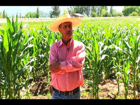 Maize: planning the sowing