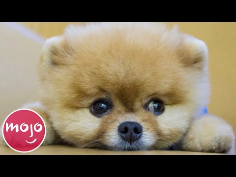 Top 20 Dog Breeds That Have the CUTEST Puppies