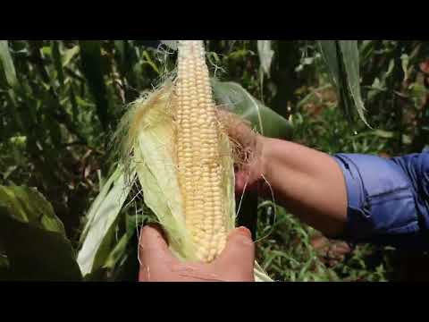 "Ja'utama la chipa Guazú!"... mediante alianza público-privada Indert - UGP