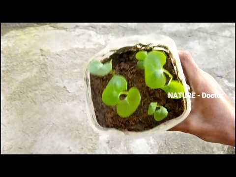 How To Grow Mirabilis Jalapa | Plant From Seeds In Plastic Pot Easy to Way At Home