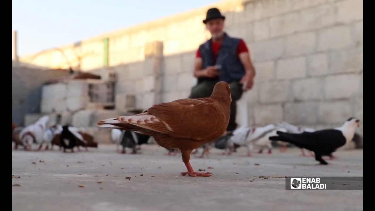 “سوسة” ورثها عن جده.. الحميماتي رفيق يعرف طيوره وهي في السماء