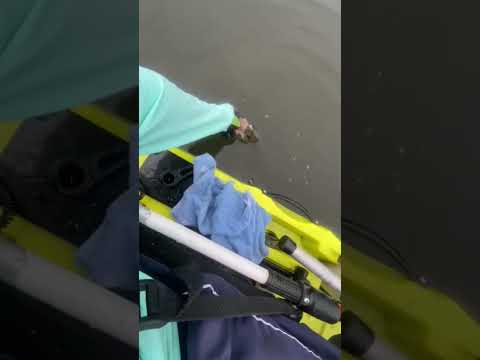 6° Torneio Paulista de Caiaque GKF, Parque Miracatu, Competidor LUCAS #robalo #pescaria #fishing