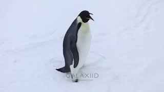 Emperor Penguin on Antarctic Sea Ice