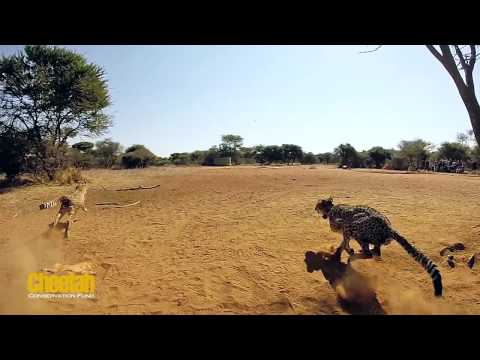 Feed Orphan Cheetahs in Namibia