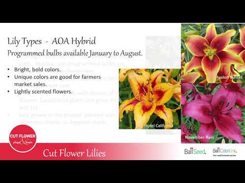 Cut Flower Lilies thumbnail