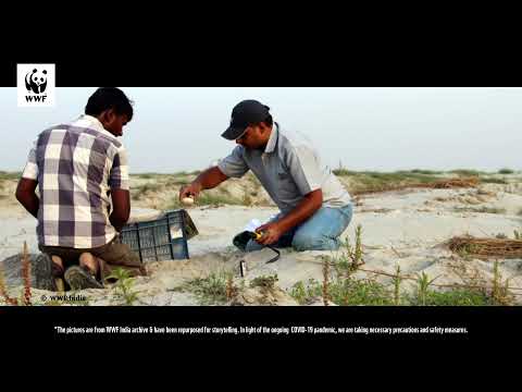 Conserving the top predator of freshwater ecosystems - the turtles