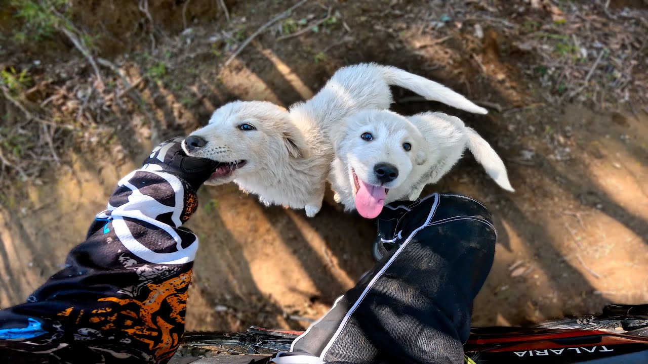 TROVO DUE CUCCIOLI NEL BOSCO! 🐶