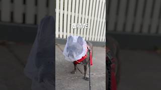 愛犬の誤飲による手術の経験を経て徹底的な対策をした結果…