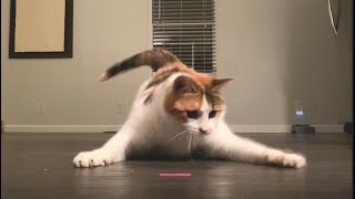 Cover art for laser cat meme