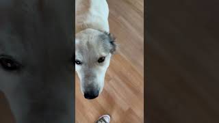Video preview image #1 Great Pyrenees-Unknown Mix Puppy For Sale in Houston, TX, USA