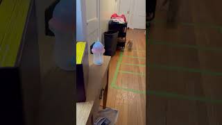 Video preview image #1 Mutt Puppy For Sale in Rustburg, VA, USA