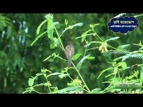 পাখি পোকা খায়- লাইভ পার্চিং , live perching