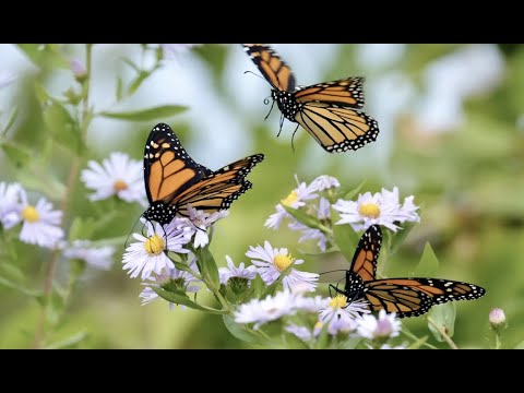 The Monarch Butterfly and Climate Change a Presentation by Kim Smith