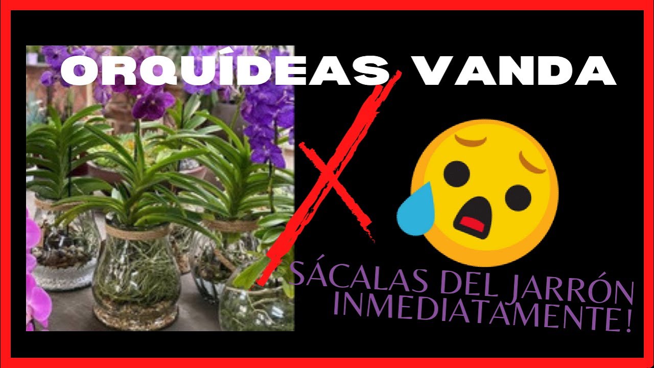 Como Cuidar una Orquídea Vanda Sácala del Jarrón inmediatamente!