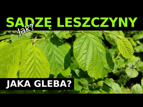 Ogr17 - Jak sadzić leszczyny w ogródku? - Jaka gleba? - Moja metoda -Jak nawożę!