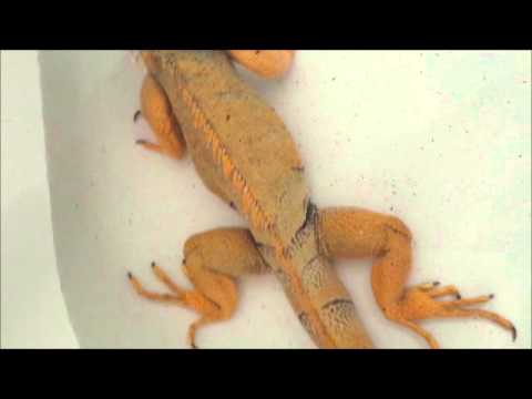 comment prendre un iguane