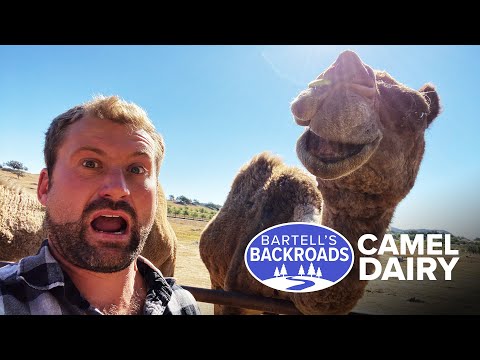 Every day is hump day at this camel dairy and rescue center | Bartell's Backroads