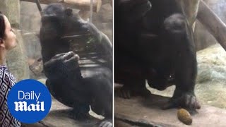 Mother asks for a kiss from chimp and gets denied with poop - Daily Mail