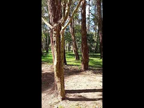 Parque De Cachorros - Caxambu Minas Gerais