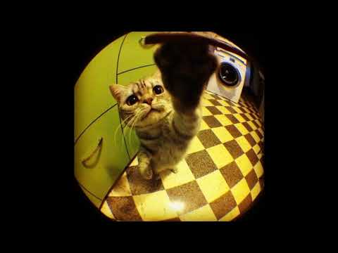 [FREE] ambient x jungle dnb type beat "trying to escape"