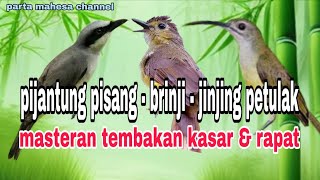 Download lagu PIJANTUNG PISANG - BRINJI RAMBUT TUNGGIR - JINJING PETULAK Masteran Tembakan Kasar mp3 Download lagu PIJANTUNG PISANG - BRINJI RAMBUT TUNGGIR - JINJING PETULAK Masteran Tembakan Kasar mp3