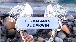 L'incroyable histoire des balanes de Darwin | Sciences 6e