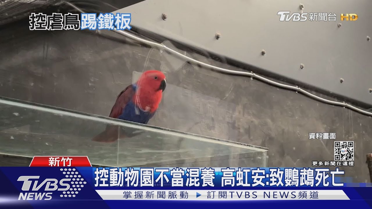 挨批虐鳥！合照繫鐵鍊鸚鵡　高虹安反擊