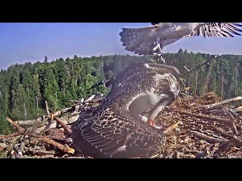 Kalakotkas2 ~Small Fish for X6 by Ivo~ 10:19 a.m. 2022/08/20