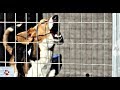 30 seconds of dog shelter noise