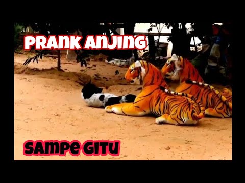 PRANK ANJING KAGET , SAMPE BEGINI , ASTAGA