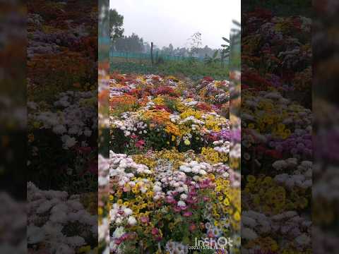 Flowers 🌺🌹💖 #shorts #yt #ytshorts #flowers #viralshorts #trending