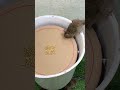 Awesome Mousetrap Ideas From Plastic And Cardboard Buckets Mousetrap Rattrap Shorts