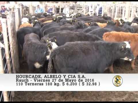 27-05-16 Venta de Hembras - Hourcade, Albelo y Cia S.A. - Rauch.