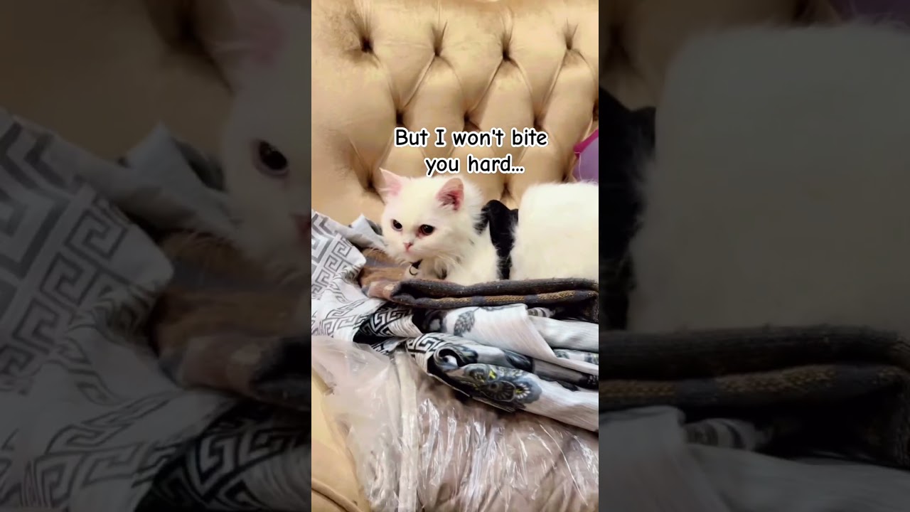 I Wan’t bite you #cat #funny #fyp #meme #georgieebom