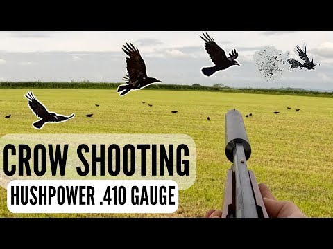 DECOYING CROWS | HUSHPOWER .410 GAUGE SHOTGUN | CROW SHOOTING OVER SECOND CUT | PEST CONTROL