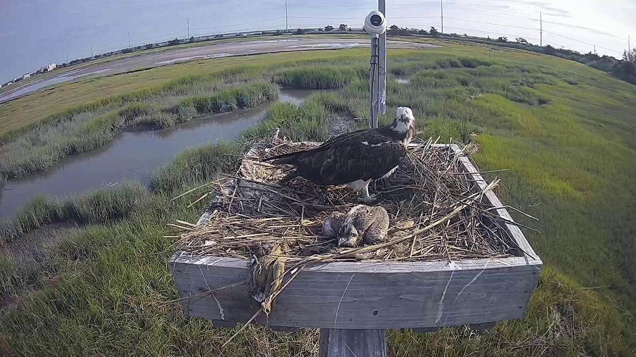Live webcam view of North Osprey Nest Cam at Stone Harbor