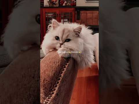 Naveera🌎🎀..guys subscribe to the channel 😭🥺 #love #dothingsyoudontwanttodo #learnanewwordtoday