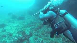 preview picture of video 'diving  39 m anilao 2013 philippines go pro'