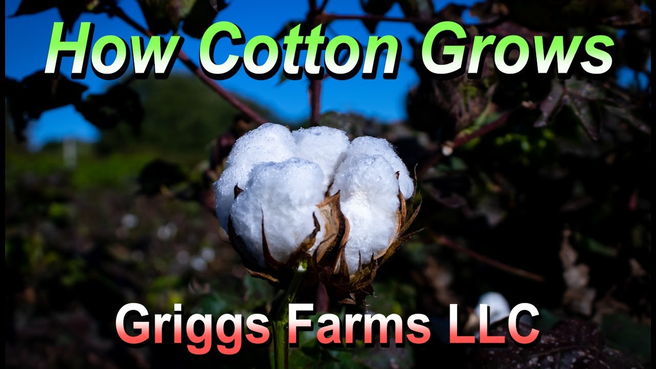 How Cotton Grows
