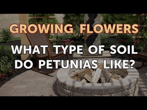 How to Grow Lantana From Saved Seeds