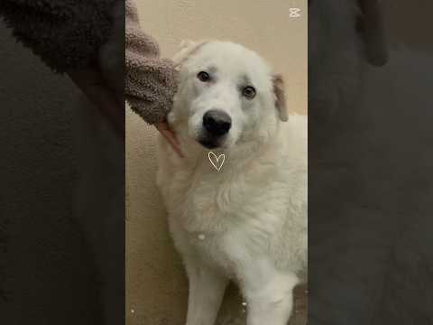 Regalo Consuelo dolce bisognosa Cagnolina cerca famiglia 