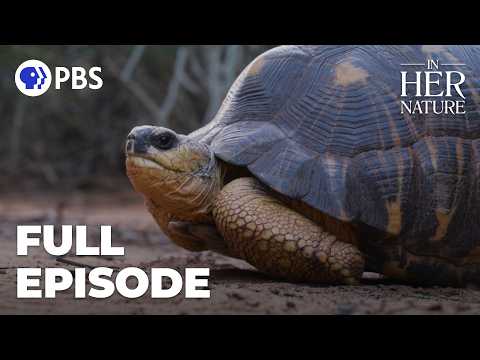 Die langsamste Stampede der Welt | In ihrer Natur